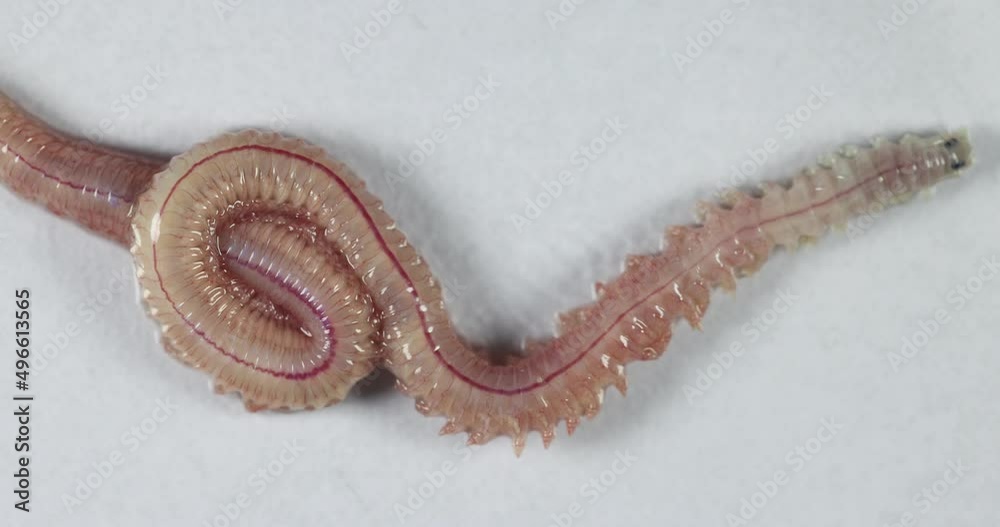 Sand Worm (Perinereis sp.) is the same species as sea worms (Polychaete), Living in a beach area with relatively shallow water levels for education in laboratory.
