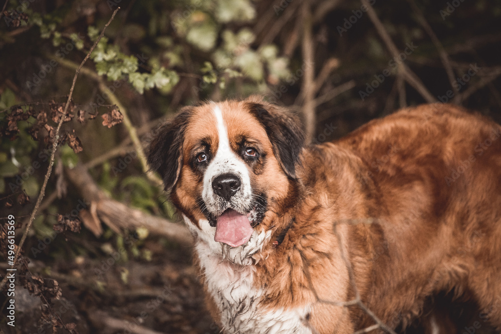 Portrait eines Berner Sennenhund