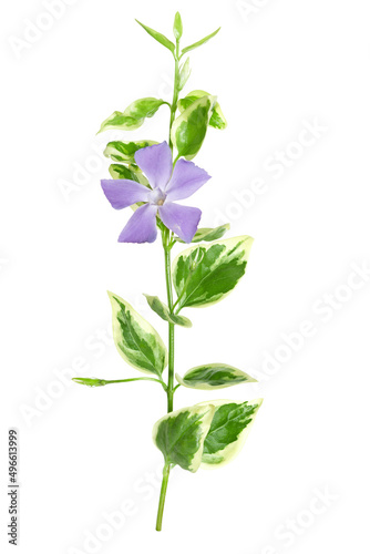 Beautiful one flower Vinca major Variegata - bigleaf periwinkle with beautiful deep blue flowers and white marked leaves isolated on a white background 