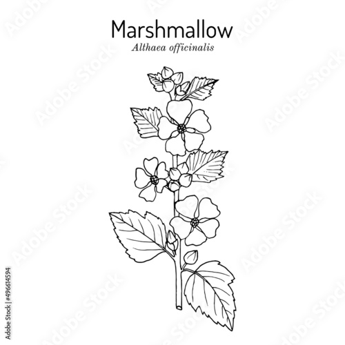 Marsh mallow or marshmallow Althaea officinalis , medicinal and ornamental plant