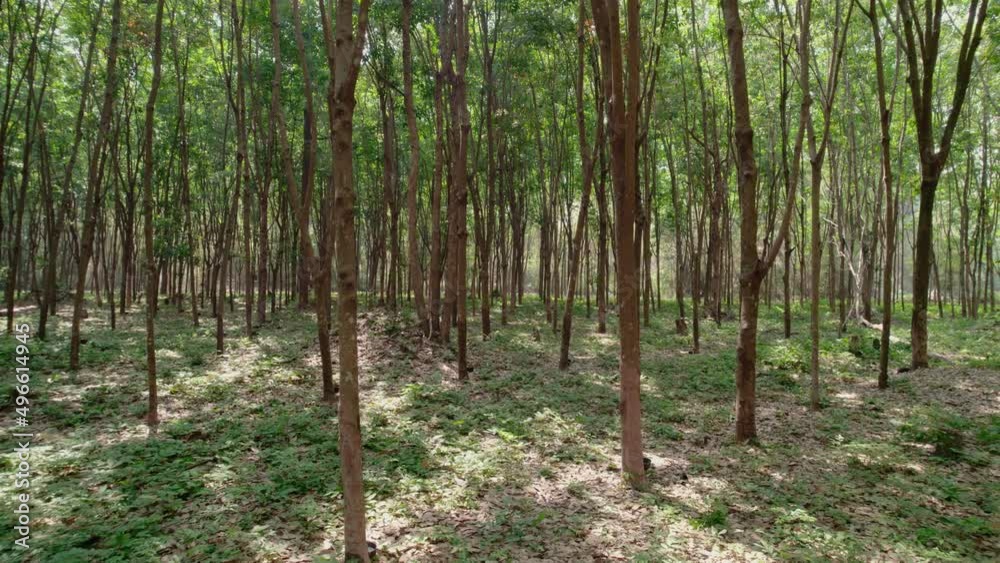 Dolly camera passing through rubber trees. Dolly camera passing through rubber trees.