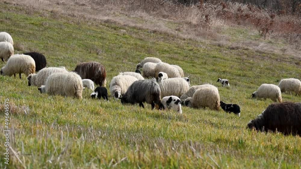 Flock of sheep with lambs grazing on grassy hillside in spring, domestic farm animals and offspring in pasture, ewe with long fleece Flock of sheep with lambs grazing on grassy hillside in spring, domestic farm animals and offspring in pasture, ewe with long fleece