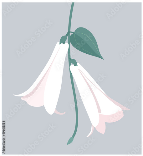 Lapageria. Vector illustration of white tropical Lapageria flower with stem and leaves isolated on gray background. photo