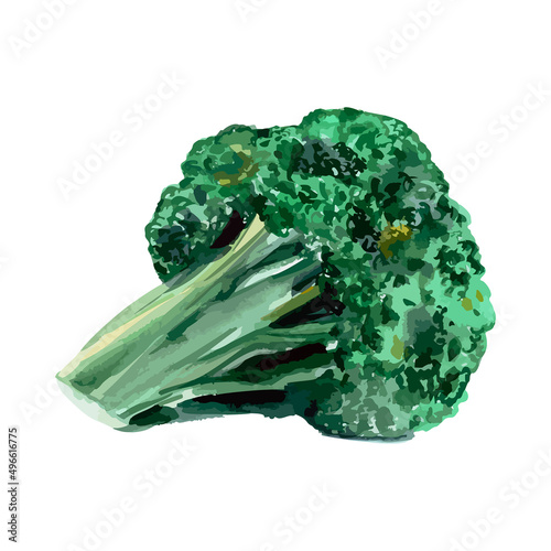 Watercolor broccoli. Vector vegetable illustration for a cookbook, ingredients of recipes, advertising, cards for children and botanical magazines. Natural and organic agriculture.