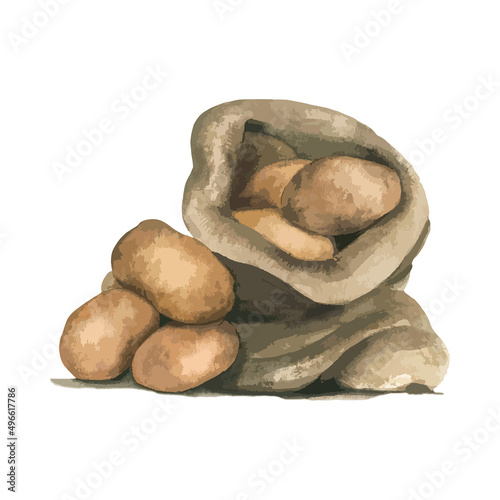 Watercolor potato. Rastr vegetable illustration for a cookbook, ingredients of recipes, advertising, cards for children and botanical magazines. Natural and organic agriculture.