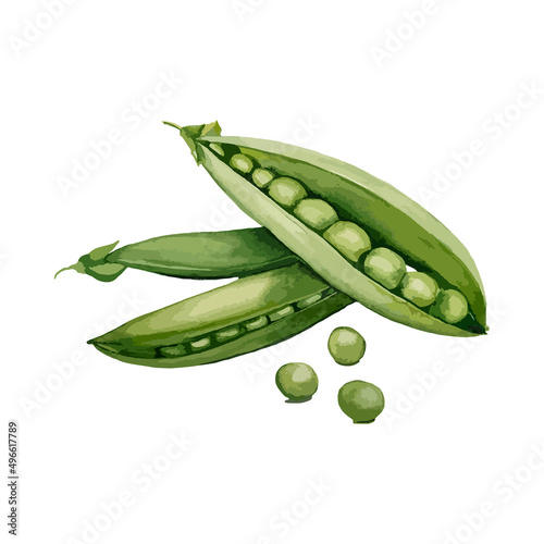 Watercolor peas. Vector vegetable illustration for a cookbook, ingredients of recipes, advertising, cards for children and botanical magazines. Natural and organic agriculture.