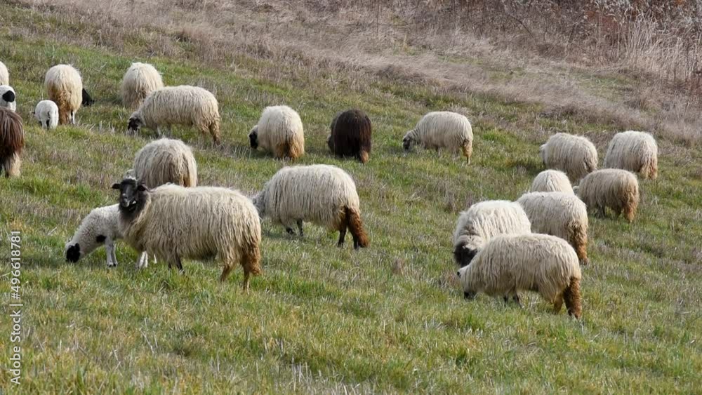Flock of sheep with lambs grazing on grassy hillside in spring, domestic farm animals and offspring in pasture, ewe with long fleece Flock of sheep with lambs grazing on grassy hillside in spring, domestic farm animals and offspring in pasture, ewe with long fleece