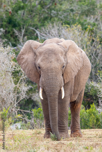 African elephant  Addo Elephant National Park
