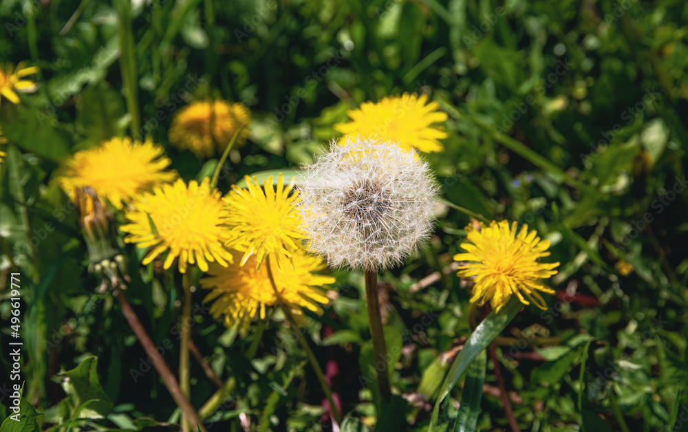 Two dandelion flowers on blurry green background. Two dandelion flowers on blurry green background.