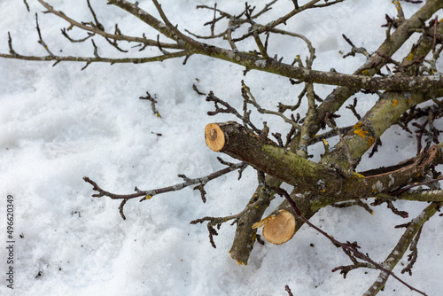  Cut down the old branches of the apple tree on the trees in spring against the backdrop of snow