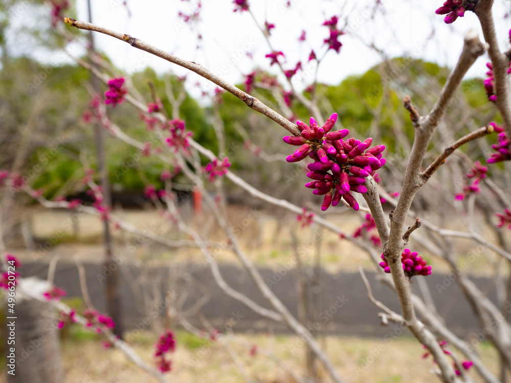 アメリカハナズオウのつぼみ