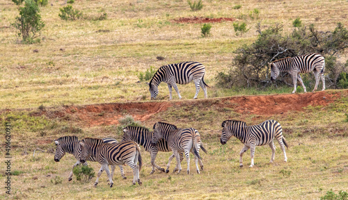 Plains Zebra  Addo Elephant National Park