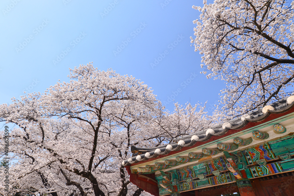 Cherry blossoms in full bloom at the Daereungwon Ancient Tombs in Gyeongju, South Korea Cherry blossoms in full bloom at the Daereungwon Ancient Tombs in Gyeongju, South Korea