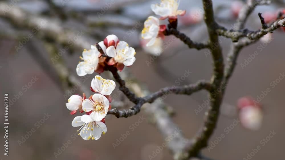 Close up of apricot tree twig with pinkish petals flowers and yellow pollen during sunny spring day, macro fruit inflorescence in selective focus Close up of apricot tree twig with pinkish petals flowers and yellow pollen during sunny spring day, macro fruit inflorescence in selective focus