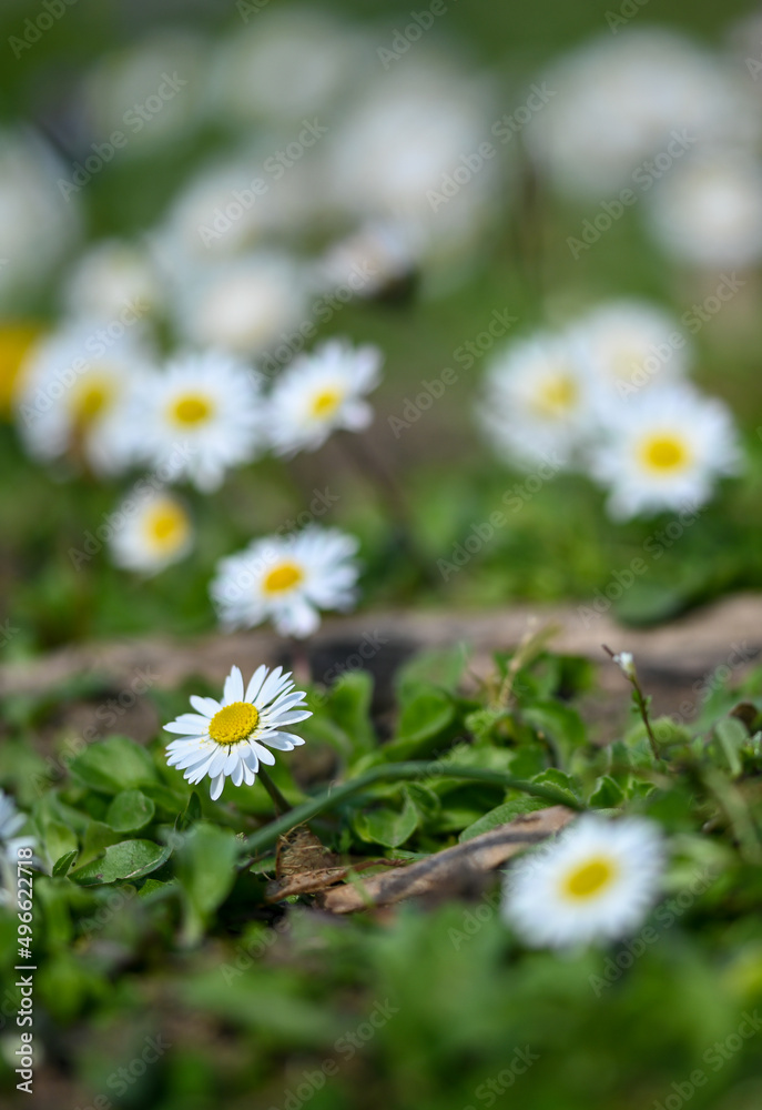 Beautiful close-up of a daisy Beautiful close-up of a daisy