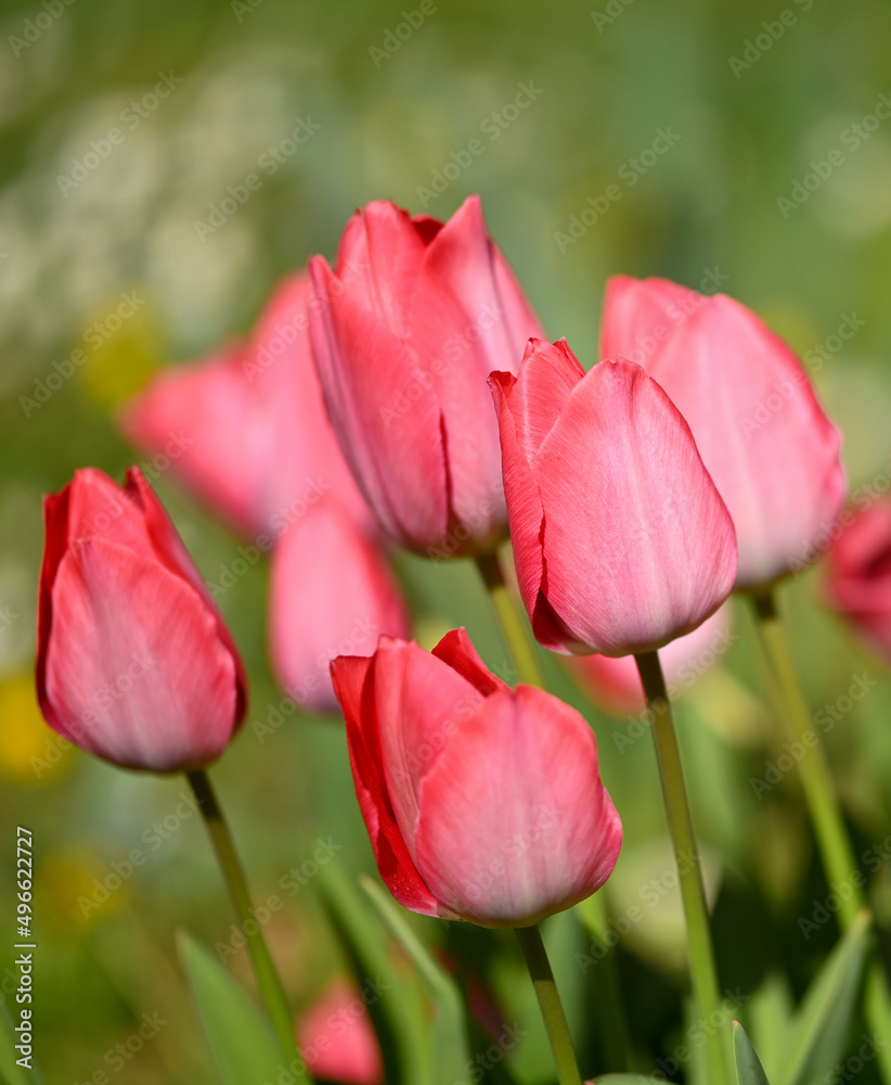 Beautiful close-up of a tulip Beautiful close-up of a tulip