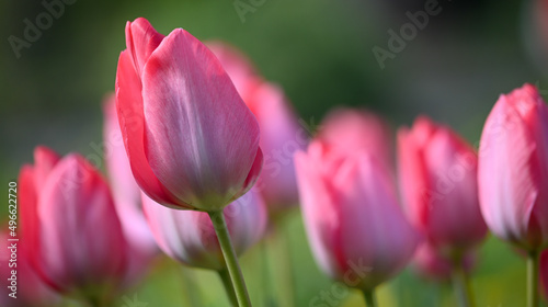 Beautiful close-up of a tulip