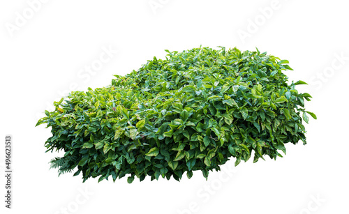 Tropical plant bush shrub tree isolated on white background with clipping path.