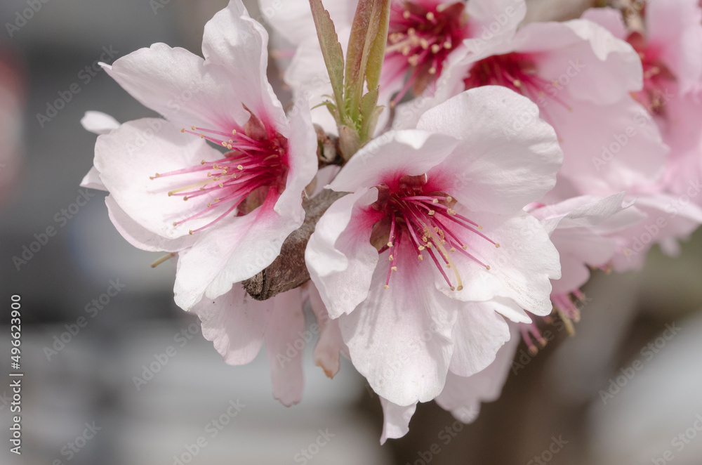 Fototapeta premium Kirschblüten