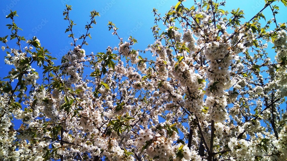 Hungarian sakura, blooming cherry trees and leaves in the garden, with blue sky. Hungarian sakura, blooming cherry trees and leaves in the garden, with blue sky.