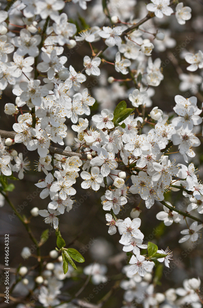 close up detail shot of blackthorn blossom isolated from the background close up detail shot of blackthorn blossom isolated from the background