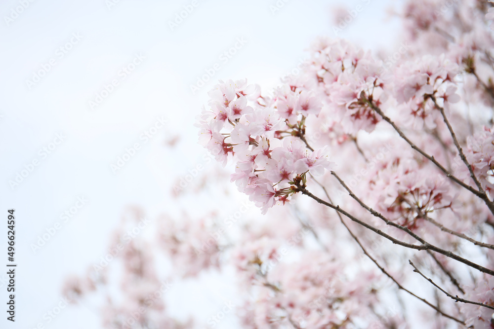 twig of Japanese cherry in bloom in spring. seasonal floral background twig of Japanese cherry in bloom in spring. seasonal floral background