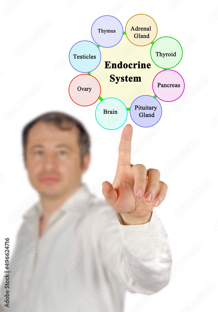 Presenting Components of Endocrine System Presenting Components of Endocrine System