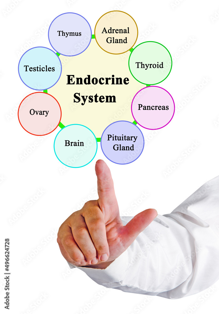Presenting Components of Endocrine System Presenting Components of Endocrine System