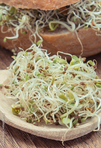Alfalfa and radish sprouts with bread or roll. Healthy addition to sandwiches. Source vitamins and minerals