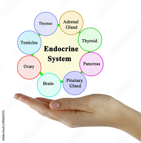 Presenting Components of Endocrine System