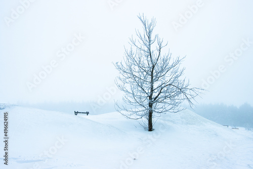 tree in snow © Smijo