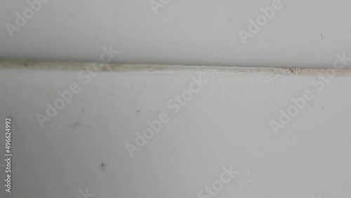 Ants crawling on the wall at home, close up