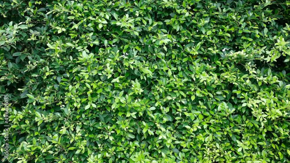 green leaves wall background, leaf wall nature background
green leaves wall background, leaf wall nature background