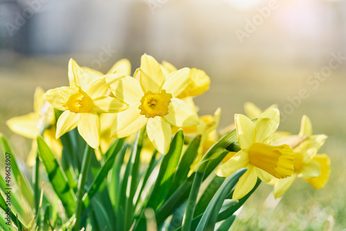 Jonquil in meadow. Spring flower and defocused nature background