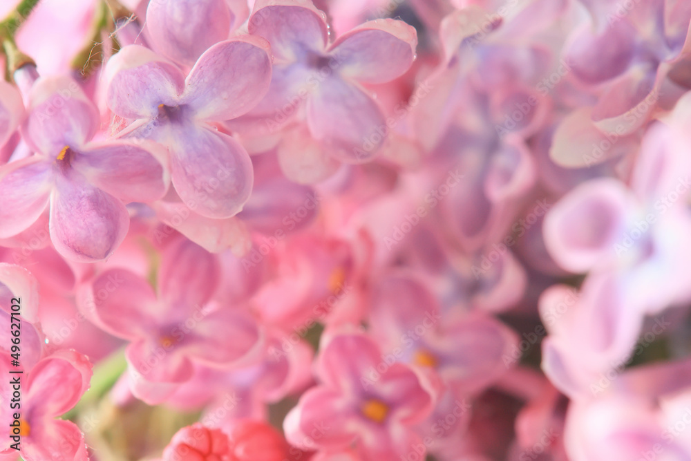 background pink flowers lilac, spring season romantic background pink flowers lilac, spring season romantic