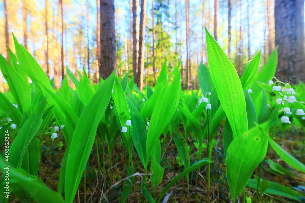 Obraz premium lilies of the valley landscape in the forest background, view of the forest green season