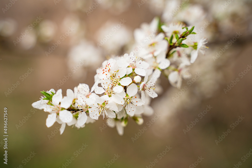 Branches of blossoming in white tree macro with soft focus on the background. Beautiful floral image of spring nature. Branches of blossoming in white tree macro with soft focus on the background. Beautiful floral image of spring nature.