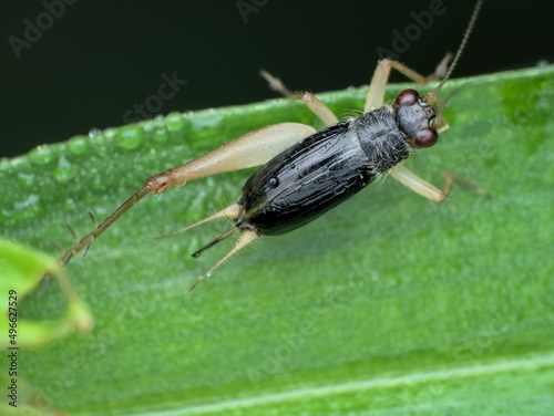 bush wild cricket with losing one leg on the leaf © abdul