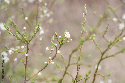 Blooming branches and buds in a macro of white wood with a soft focus on the background. Beautiful floral image of spring nature.