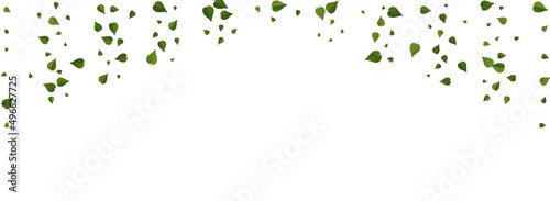 Olive Foliage Flying Vector Panoramic White