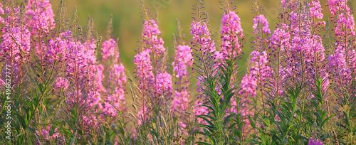 Photos fireweed background pink flowers ivan tea