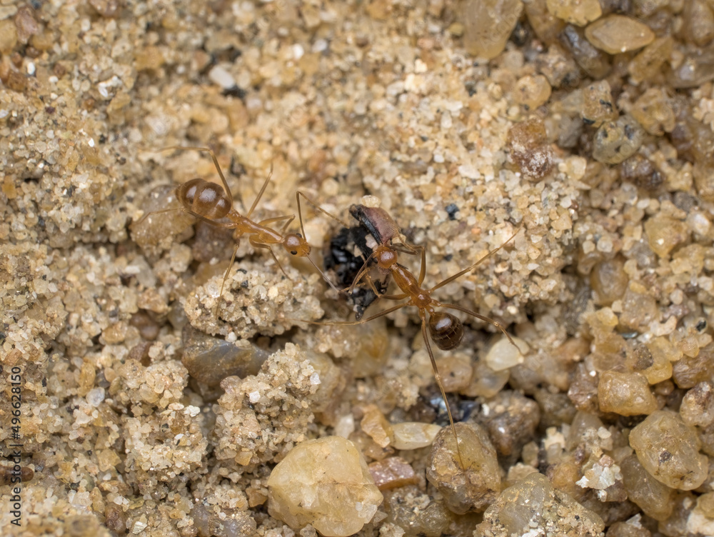 two crazy yellow ants eat dead fly on the sand