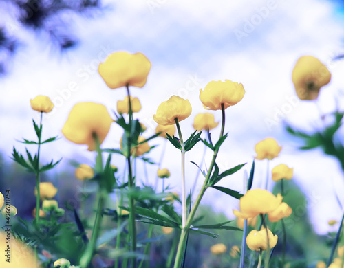 Plants and flowers macro. Detail of petals and leaves at sunset. Natural nature background.