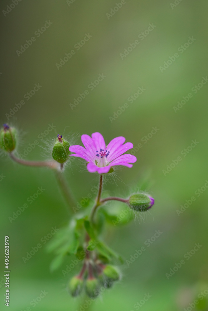 Violet wild flower Hepatica nobilis growing in the middle of the forest in the spring. Violet wild flower Hepatica nobilis growing in the middle of the forest in the spring.