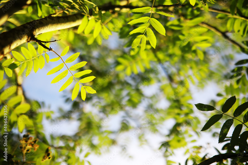 Spring nature background. Greenery of trees and grasses on a sunny spring morning. Forest landscape.