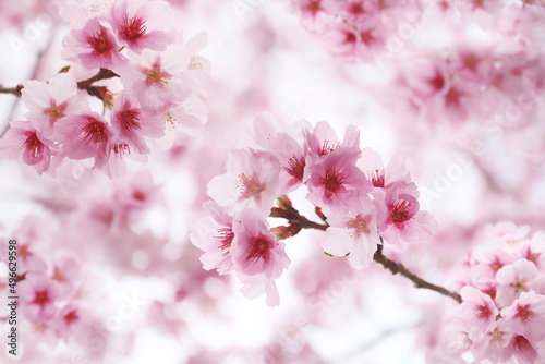 floral beautiful background on pink cherry blossom © pulia