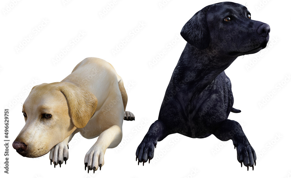 Obraz premium Illustration of two labradors one black one white lying together