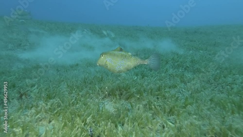 Boxfish swim above sandy bottom covered vith green seagrass, Thornback Boxfish or Camel Cowfish - Tetrosomus gibbosus. Red sea, Egypt photo