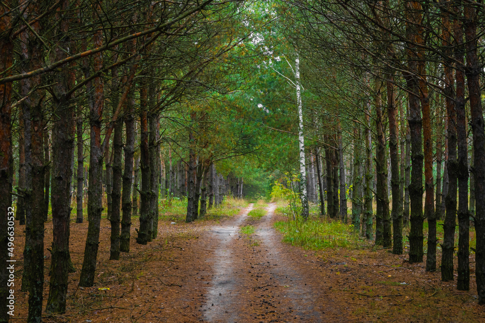 Fototapeta premium dirt road through the forest