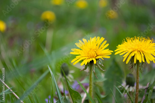 Blurred image of blooming dandelions against spring greenery.